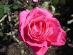 A rose in Congress Park, Saratoga NY