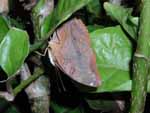 A butterfly hanging from a leaf