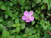 At one point the ground rose up along either side of the trail, forming walls that were entirely covered with thousands of these flowers