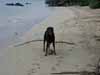 Ronna is the owner of Coconut Grove & our next-door-neighbor--this is her dog Gracie, playing fetch on our beach with a coconut--I have never seen a happier dog