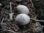 A small nest among the boulders on the second island