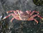 Crab