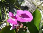 Some flowers on the beach on Mana Island