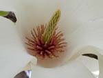 A magnolia blossom in Central Park, 4/22/2001