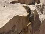 A collared lizard