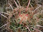 Closeup of a barrel cactus