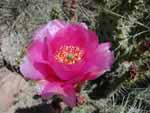 A cactus flower