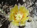 Another cactus flower