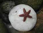 A starfish clinging to a stone on Block Island