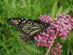 A Monarch butterfly on Block Island