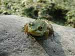 A denizen of the pond in Mom & Dad's back yard in upstate NY