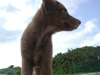 Chocolate, a puppy owned by the staff of Brac Reef