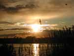 Birds flying around in a Meadowlands sunset. This photo was taken from the shoulder of the NJ Turnpike on 5/21/02.