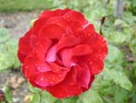 A rose in the garden of the Rodin museum after a rain