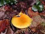 A yellow mushroom growing out of the leaf litter. Hey, what do you want from me? I never claimed to be a mycologist or anything.