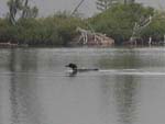 On a solo paddle around the lake just after dawn I cam across this loon... Probably one of the ones that serenaded us all evening and into the night.