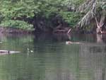 Another early-morning occupant of a side bay--a beaver!