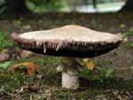 A monster mushroom on the edge of the yard--cap was around 8 inches across.