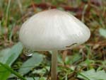 A tiny pearlescent mushroom, about one and a half inches tall.