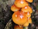 A small cluster growing out of some dead tree bark--so shiny you can see the reflection of me taking the picture and Robyn standing next to me. Largest cap around 1/2 inch across.