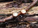 These little cups grew on a twig--each is around 1/4 inch across.