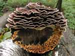 A log on the wood pile.