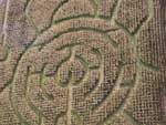 A view of a corn maze outside of Philadelphia, taken from the plane in the previous photo