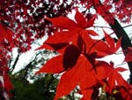 Japanese Maple leaves in the arboretum