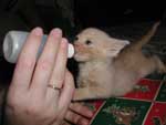 Louise was found abandoned on the street. She was bottle-raised by a local woman for the Hudson County Animal League. That's Robyn's hand pictured. 11/11/02