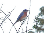 A bluebird - one of dozens of bird species that seem to congregate here