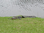 Another resident of the back yard