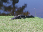 Another picture of the 'gator.