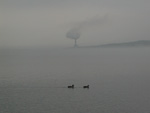 Ducks paddling by, with a powerplant up the lake in the background