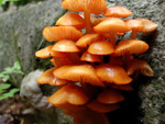 Funky log fungus in Jeff & Kate's woods