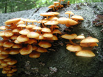 ...I know you can't get enough of the fungus photos, this one's for you