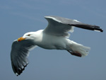 The seagulls follow the ferry looking for handouts