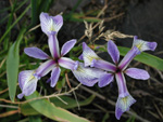 Wild irises growing on the edge of a beach