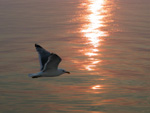 More seagulls following the ferry back to the mainland after a beautiful day