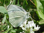 A visitor in Robyn's father's yard, 7/6/03