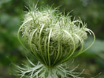 Unfolding Queen Anne's Lace along the old Erie Canal tow path in Vischer Ferry, NY - 8/5/03