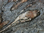 A closeup of a large, tortuously metamorphosed piece of rock