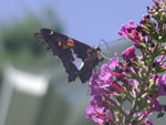 This gives you a pretty good look at the specialized mouthparts required to get to the bottom of these deep flowers