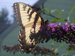 A swallowtail at the nectar buffet