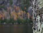 A tree's-eye view (?) of Chapel Pond