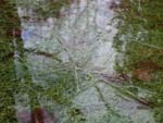 Ice forming on a grassy puddle on Christmas morning