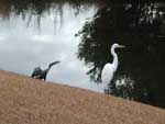 An anhinga and an egret in the back yard