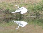 An egret, cleared for landing