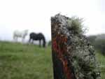 Two horses and a mouldering fencepost in a meadow up the hill behind the lodge.