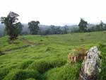 The lodge was once a dairy farm, hence all the old fences and lumpy terrain