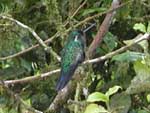 A hummingbird in a rare moment of rest